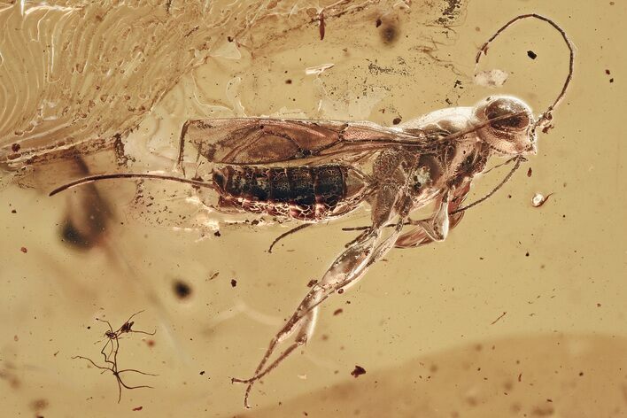 Detailed Fossil Wasp (Megalyridae) and Ant In Baltic Amber #367266